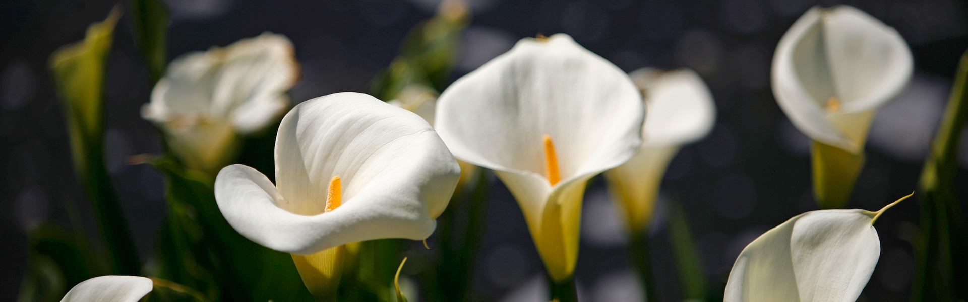 Aankoopadvies planten en bomen - Groenbedrijf Limburg